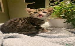 Mixed Breed cats for sale: KITTENS! Batch of cuties for sale in Basinsgtoke - Image 3