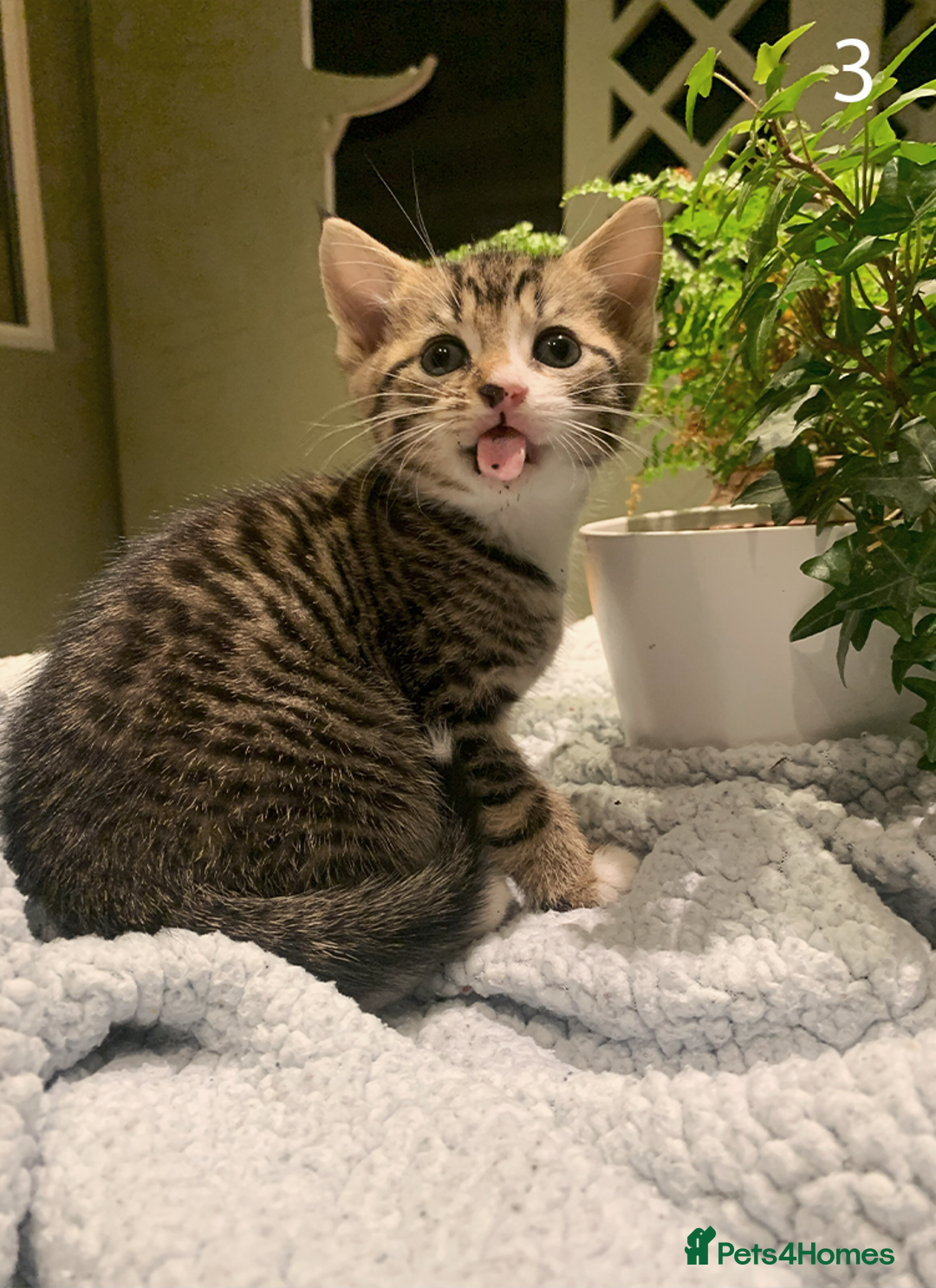 Mixed Breed cats for sale: KITTENS! Batch of cuties for sale in Basinsgtoke - Image 3