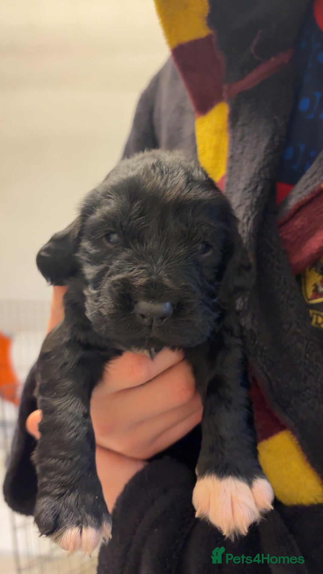 Cocker Spaniel dogs for sale: Cocker spaniel puppies - Advert 20