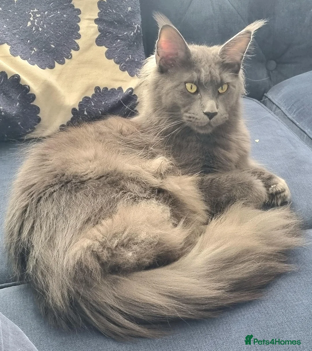 Maine Coon cats for sale: Female 2yr old Maine Coon  in Colchester - Advert 5