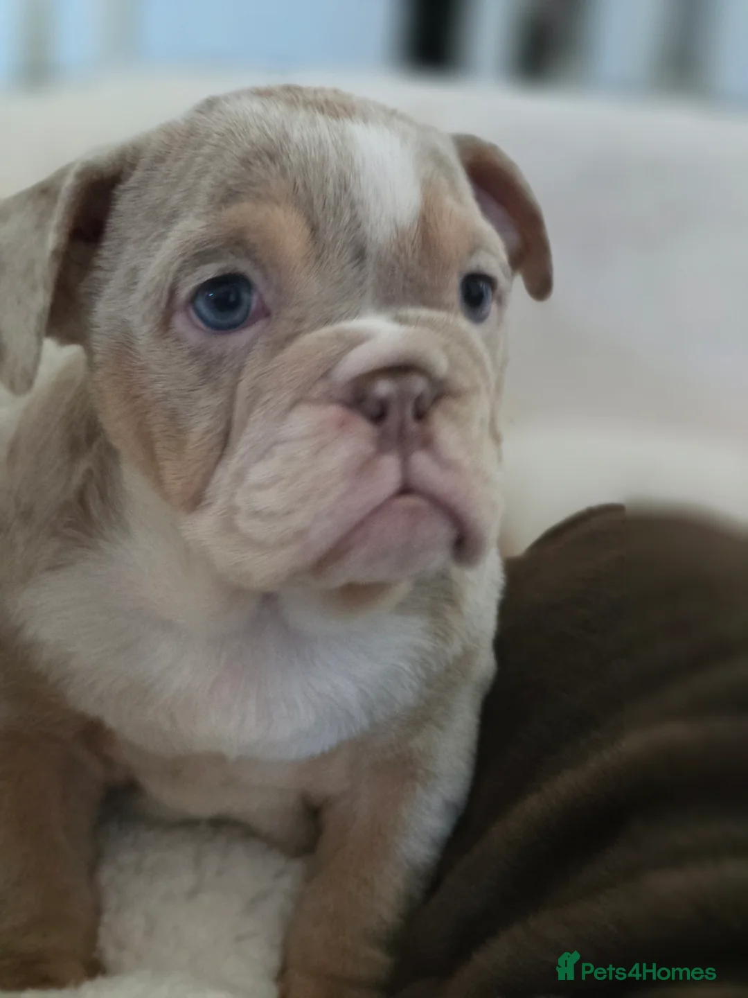 English Bulldog dogs for sale: ✨ English Bulldog Puppies Exceptional Bloodlines ✨ - Advert 22