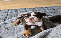 English Bulldog dogs for sale: English Bulldog puppie- Chocolate/tan & Brindle - Image 13