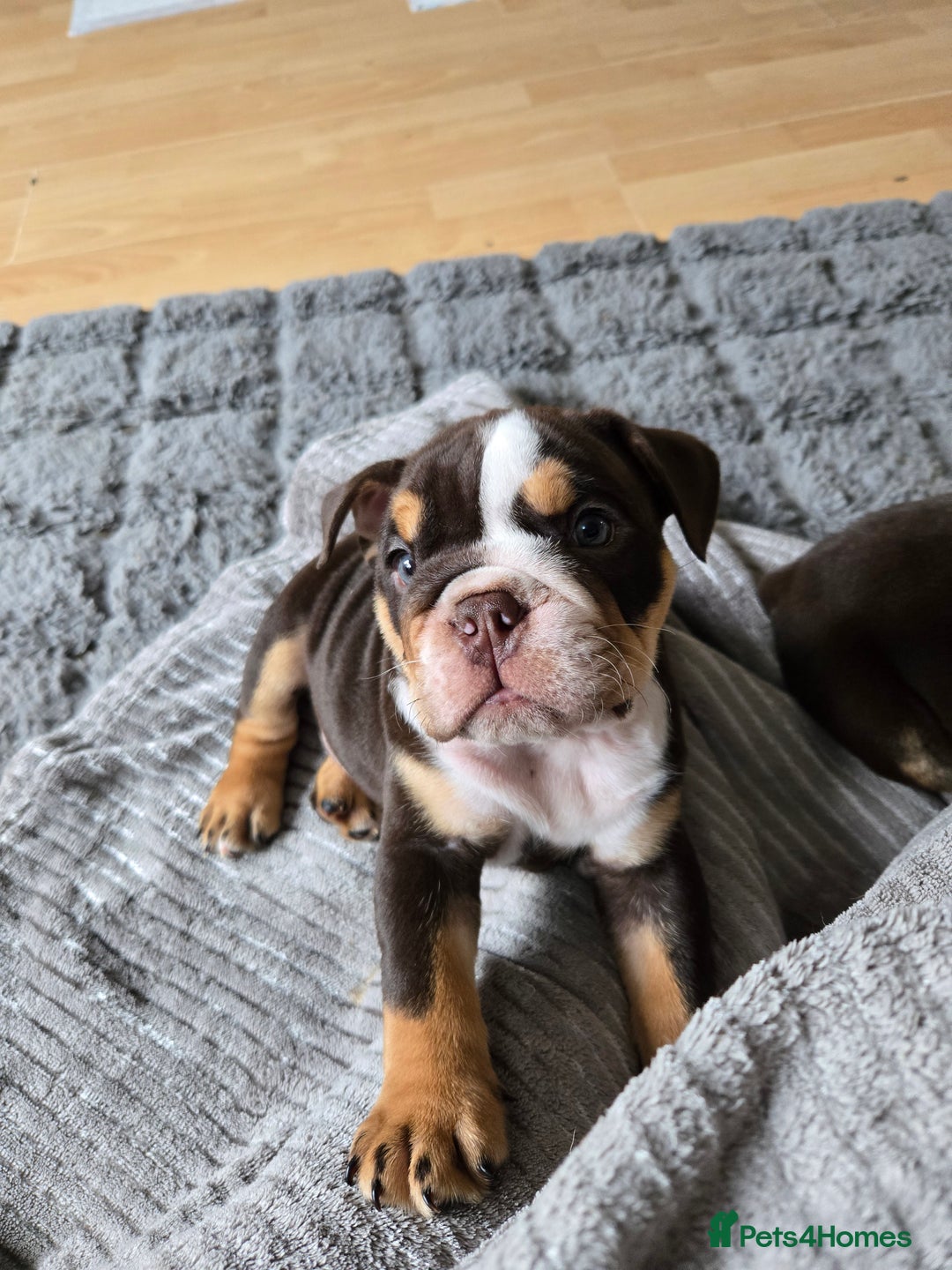 English Bulldog dogs for sale: English Bulldog puppie- Chocolate/tan & Brindle - Image 13