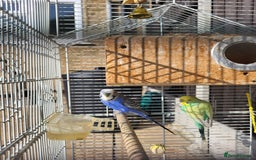 Budgerigars birds for sale: Mr Hritcan - Image 4