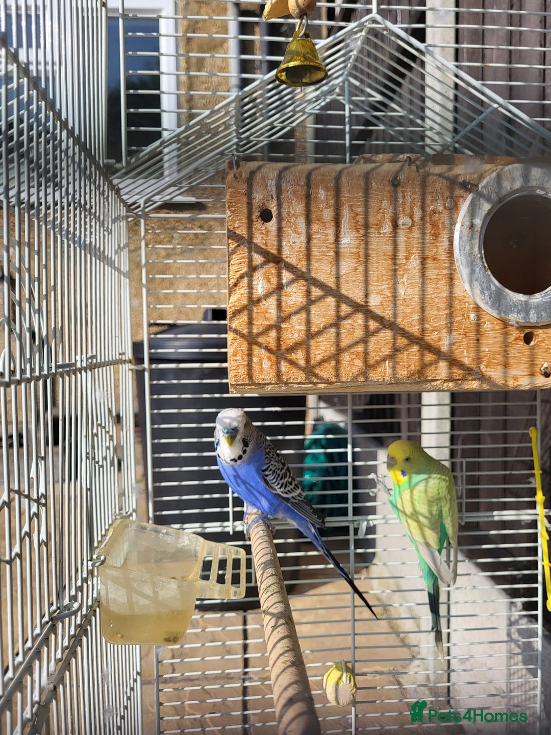Budgerigars birds for sale: Mr Hritcan - Image 4