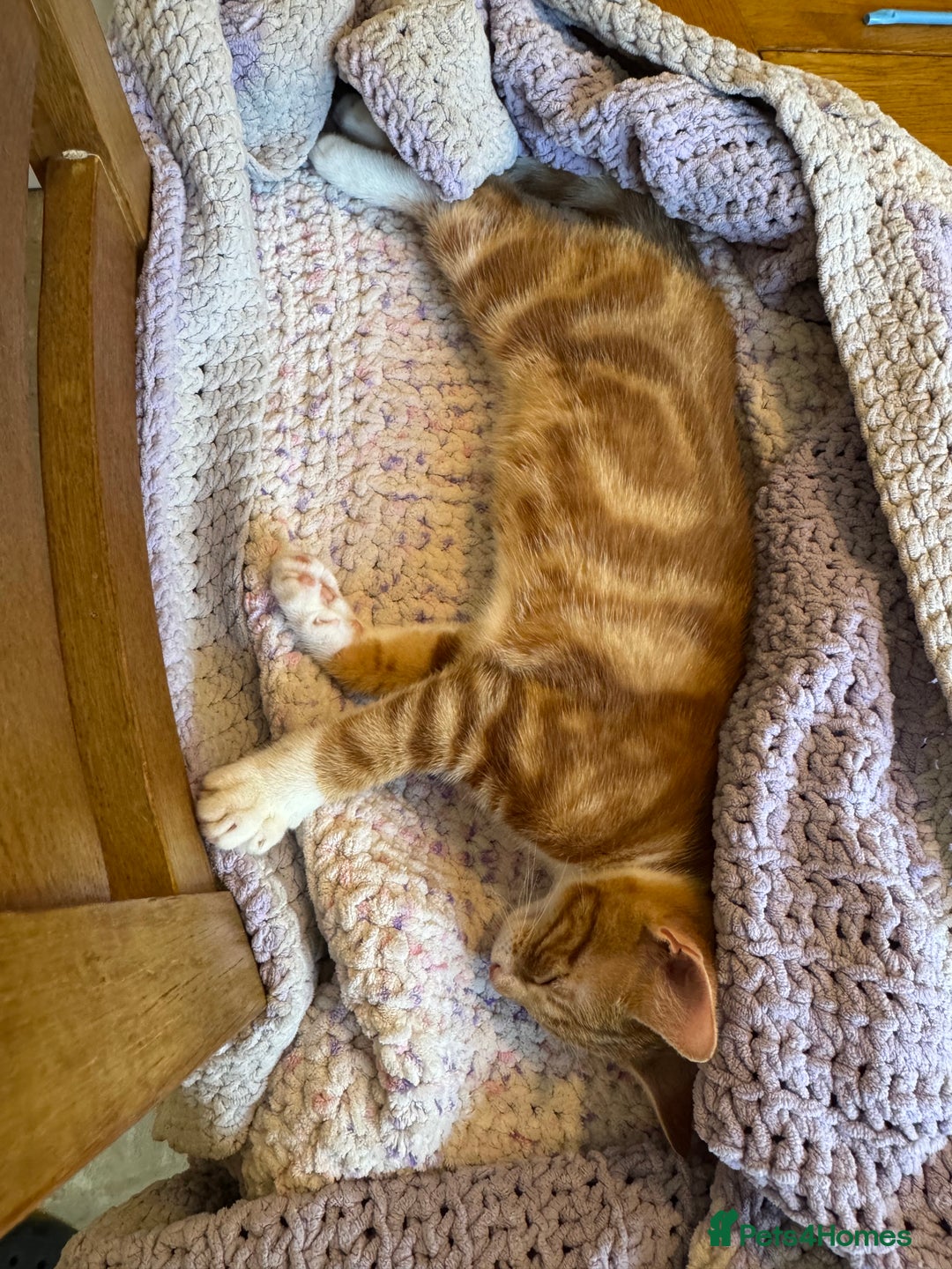 British Shorthair cats for sale: Two gorgeous ginger boys to go together  - Advert 10