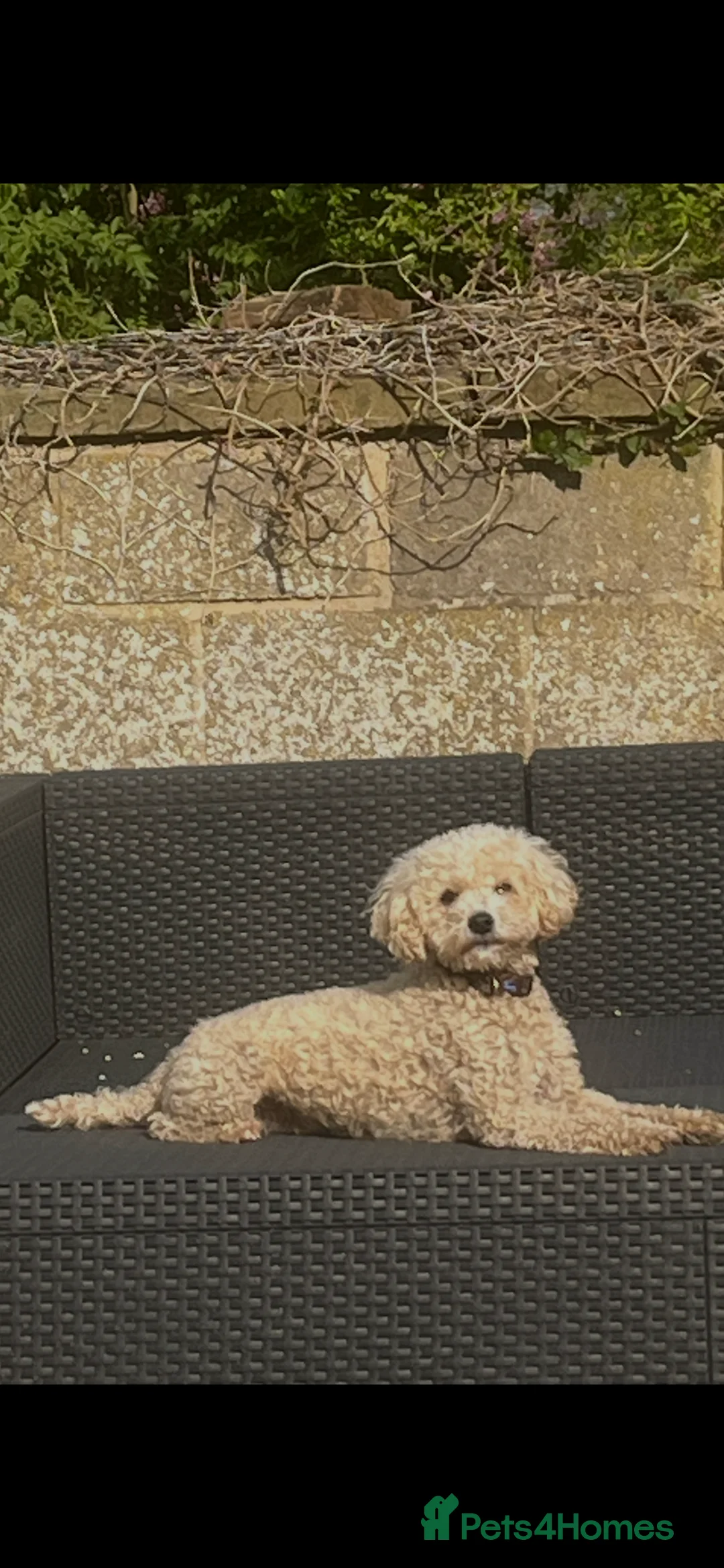 Shihpoo dogs for sale: Stunning Shih poo puppies  - Advert 13