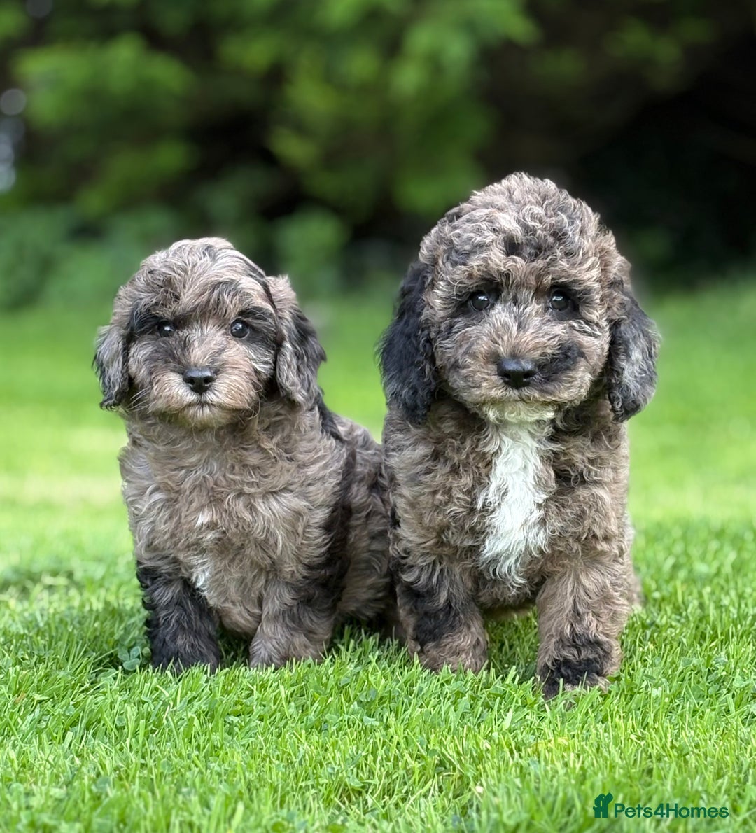 Cavapoo dogs for sale: Beautiful cavapoochon puppies - Image 1