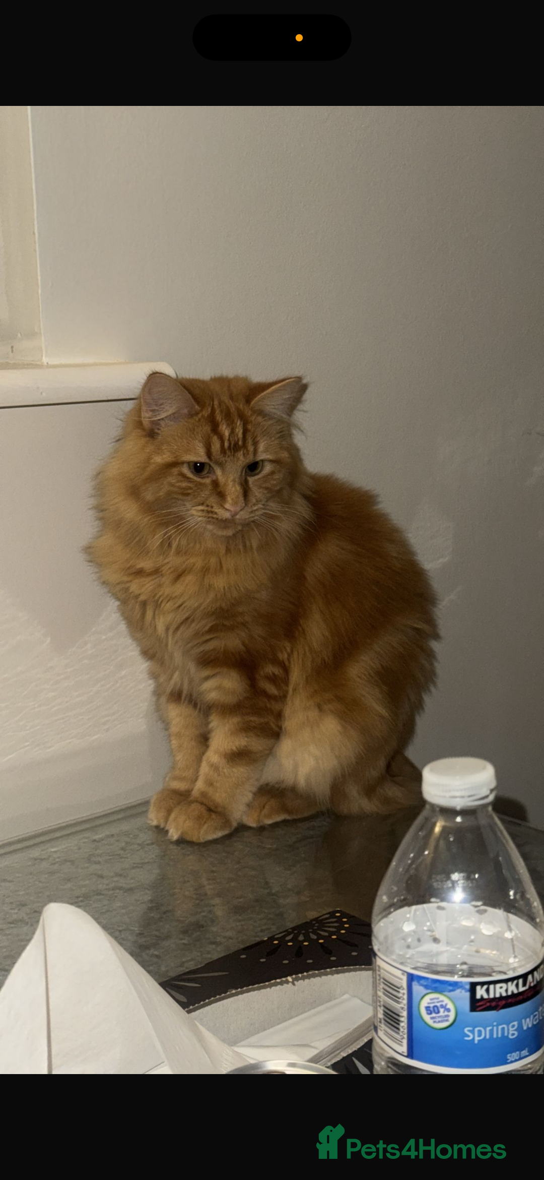 Mixed Breed cats for sale: Ginger Male Ragdoll - Advert 7