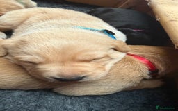 Labrador Retriever dogs for sale: Pedigree Working Lab Puppies. Ready 8th November - Image 10