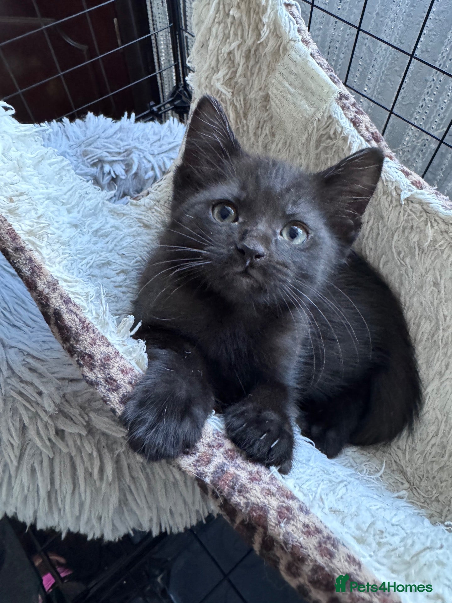 Mixed Breed cats Beautiful Kittens😻one 8 weeks and one-9 weeks old - Advert 4