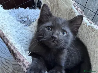 Mixed Breed cats Beautiful Kittens😻one 8 weeks and one-9 weeks old - Advert 2