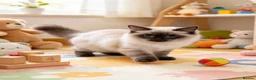 Ragdoll cats for sale: 🐱 Beautiful Ragdoll Kittens - Advert 7