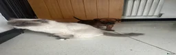 Rhodesian Ridgeback dogs for sale: KC Registered Rhodesian Ridgeback Puppies in Wallasey - Advert 2