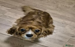Cavalier King Charles Spaniel dogs for sale: Gorgeous Cavalier Adult Ruby Girl  - Advert 5