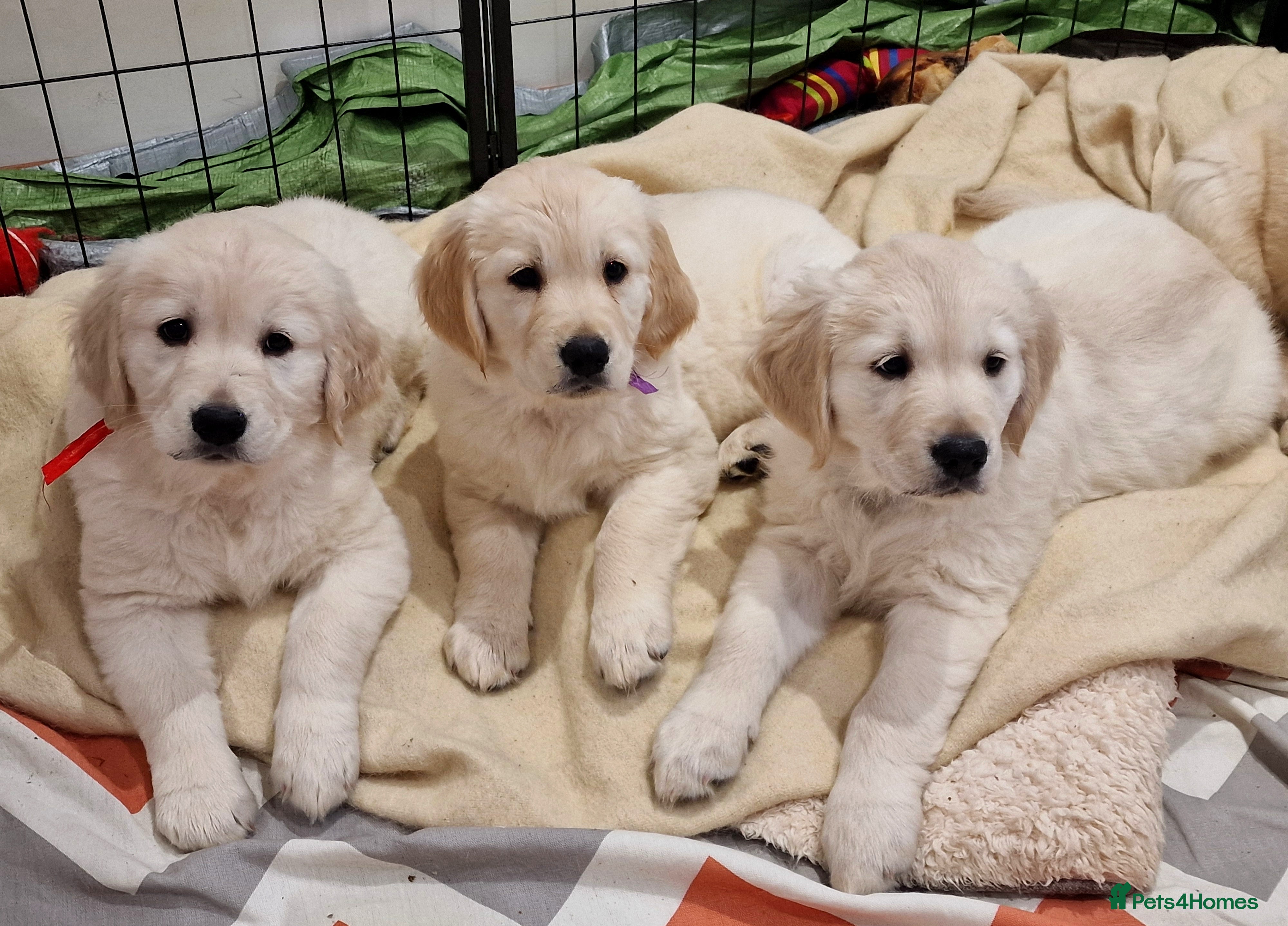 Golden Retriever dogs ✨️READY TO LEAVE✨️KC Registered Golden Retriever - Advert 9