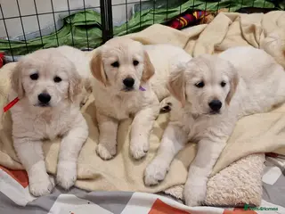 Golden Retriever dogs ✨️READY TO LEAVE✨️KC Registered Golden Retriever - Advert 9