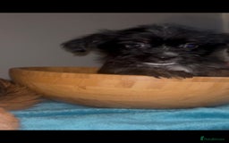 Mixed Breed dogs for sale: Very adorable Shih tzu for sale , 2 boys and 1girl - Advert 15