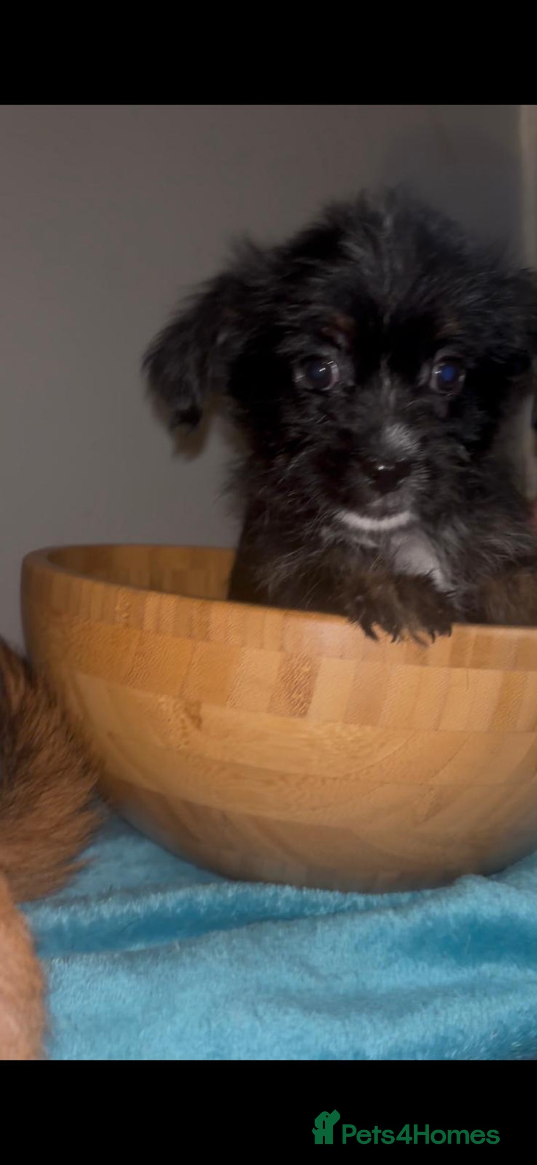 Mixed Breed dogs for sale: Very adorable Shih tzu for sale , 2 boys and 1girl - Advert 15