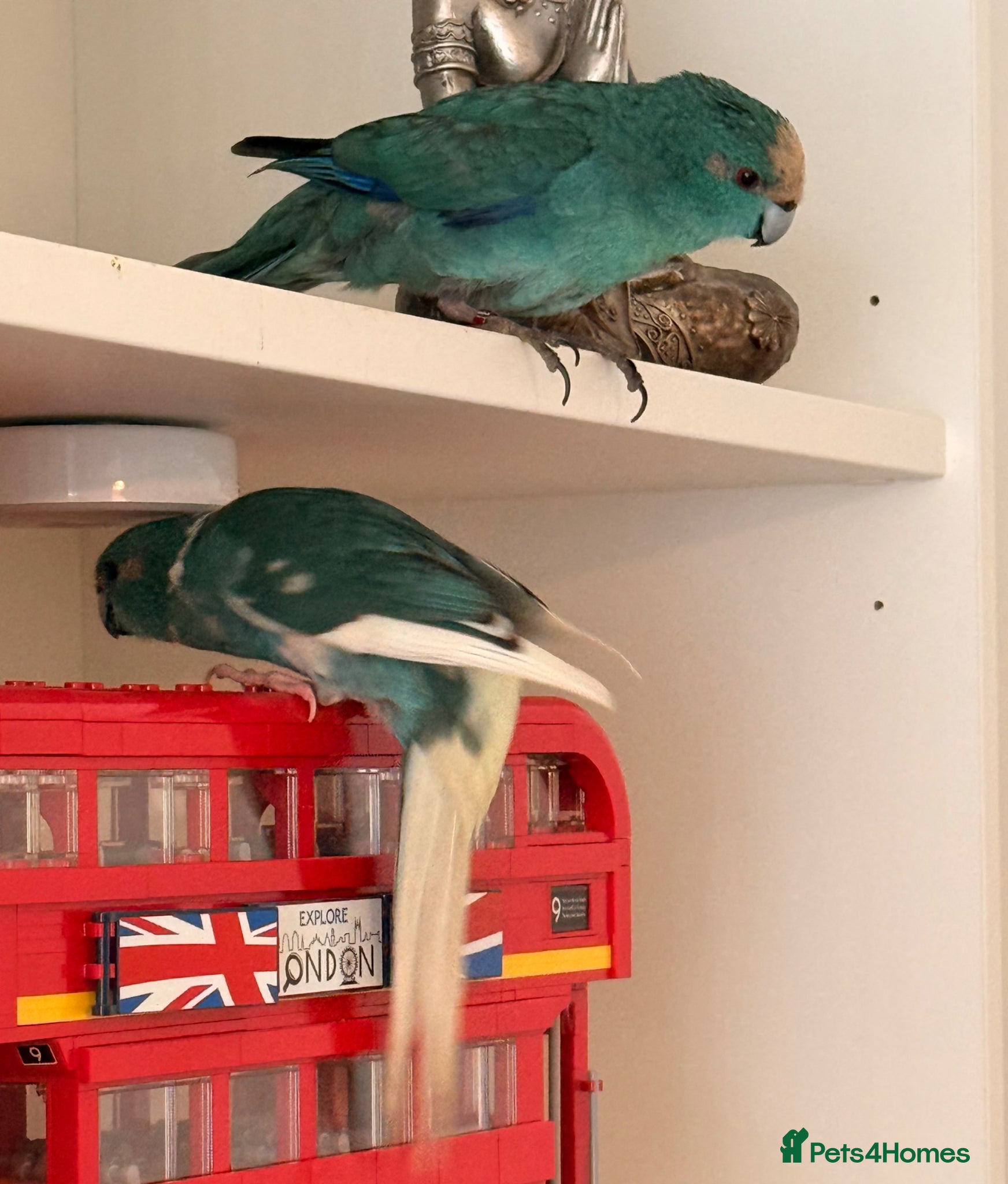Parrots birds Bonded pair of kakarikis male and female  - Advert 1