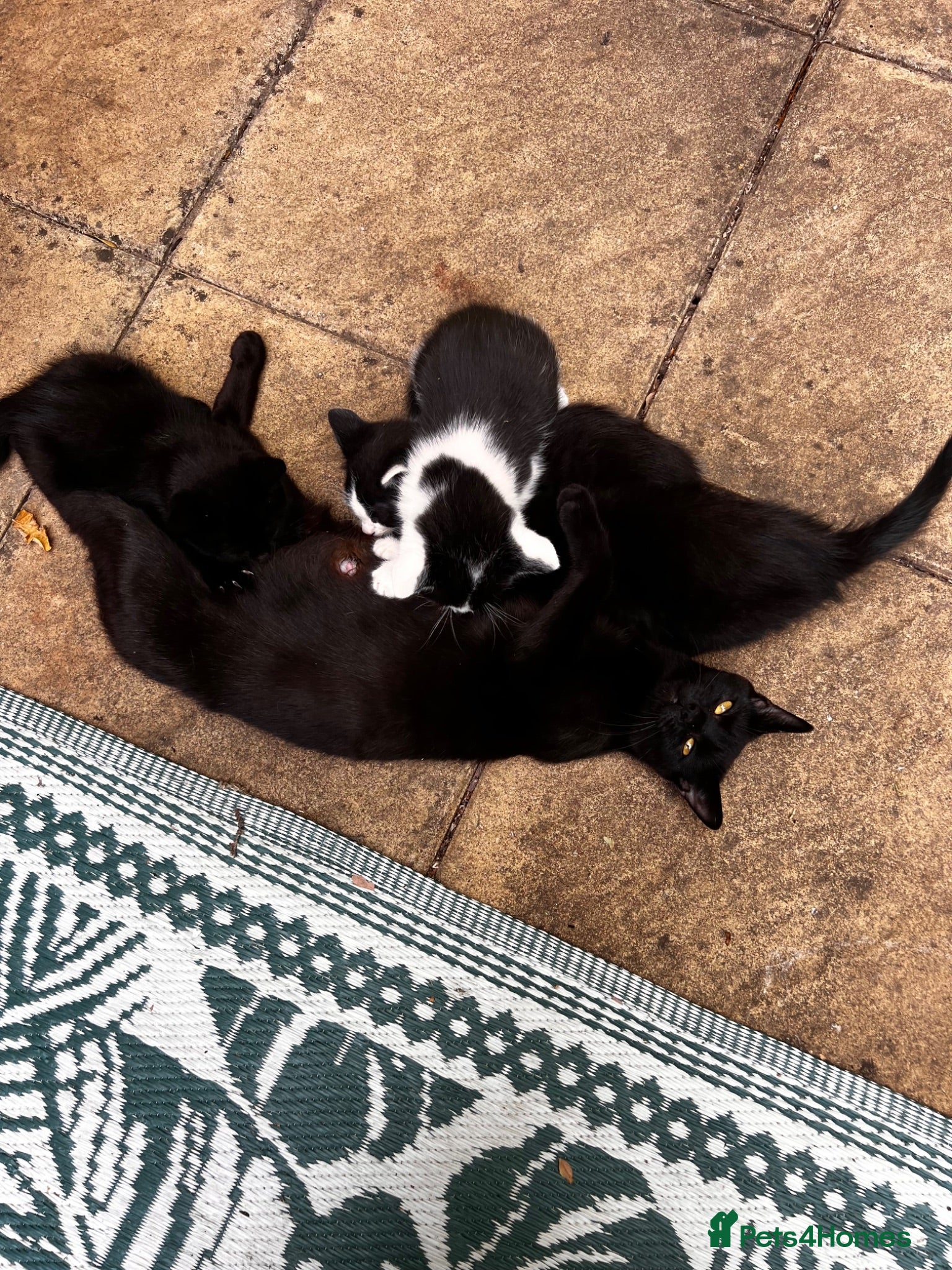 Mixed Breed cats Six beautiful kittens for loving homes - Advert 1