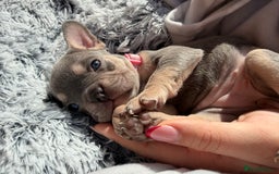 French Bulldog dogs for sale: 7 BEAUTIFUL FRENCHIE PUPPIES FOR SALE 🐾🐶  - Image 33