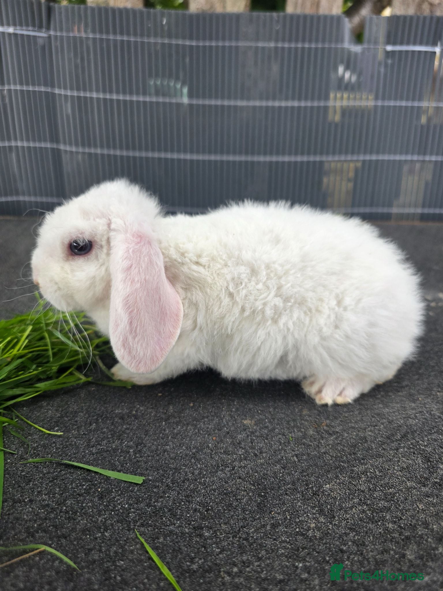 Mini Lop rabbits Mini plush lops - Advert 2