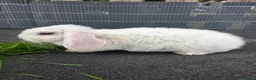 Mini Lop rabbits for sale: Mini plush lops - Advert 1