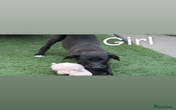 Lurcher dogs for sale: ⭐️beautiful lurcher puppy’s  - Image 8