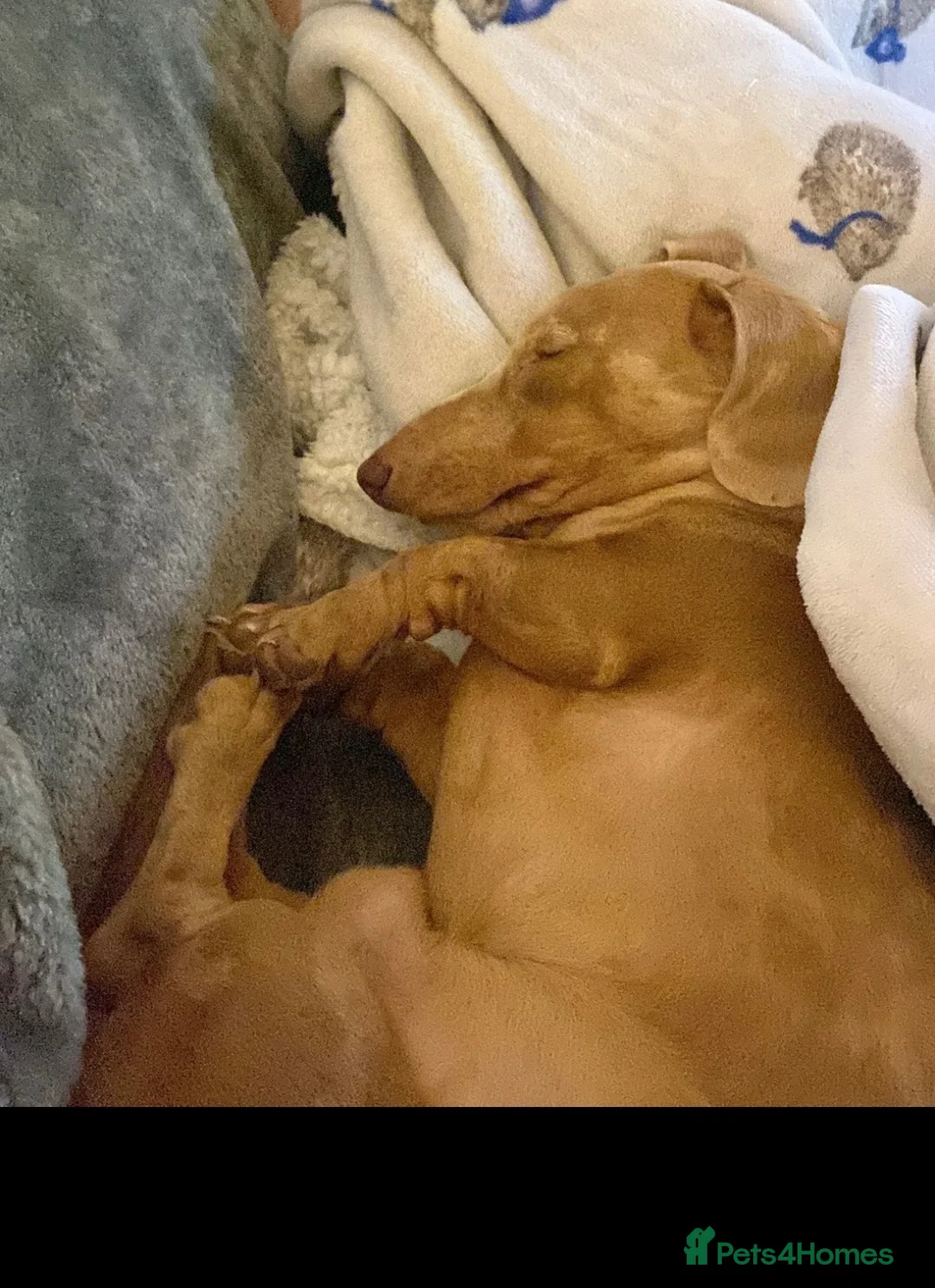 Miniature Dachshund dogs for sale: Miniature Dachshund Looking for Forever Home 🐾 in Newport - Advert 2