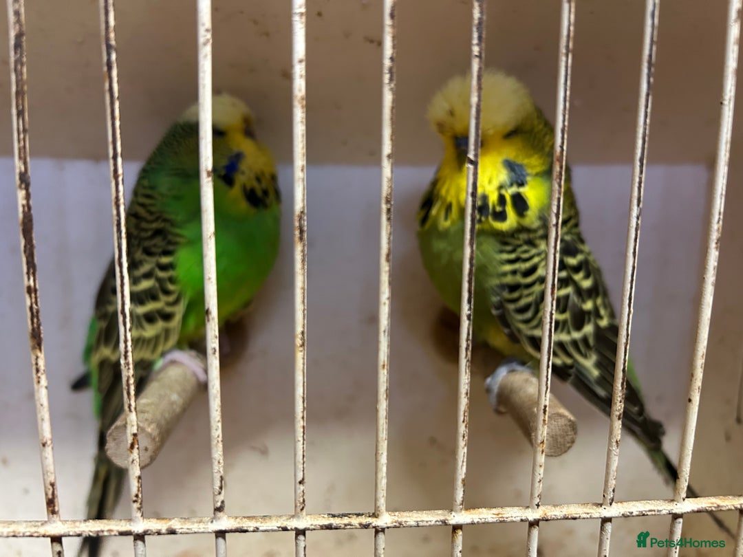 Budgerigars birds for sale: Budgies for sale, all in good health - Advert 6