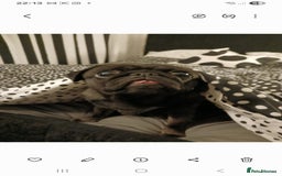 Pug dogs for sale: Beautiful pug puppies - Advert 6