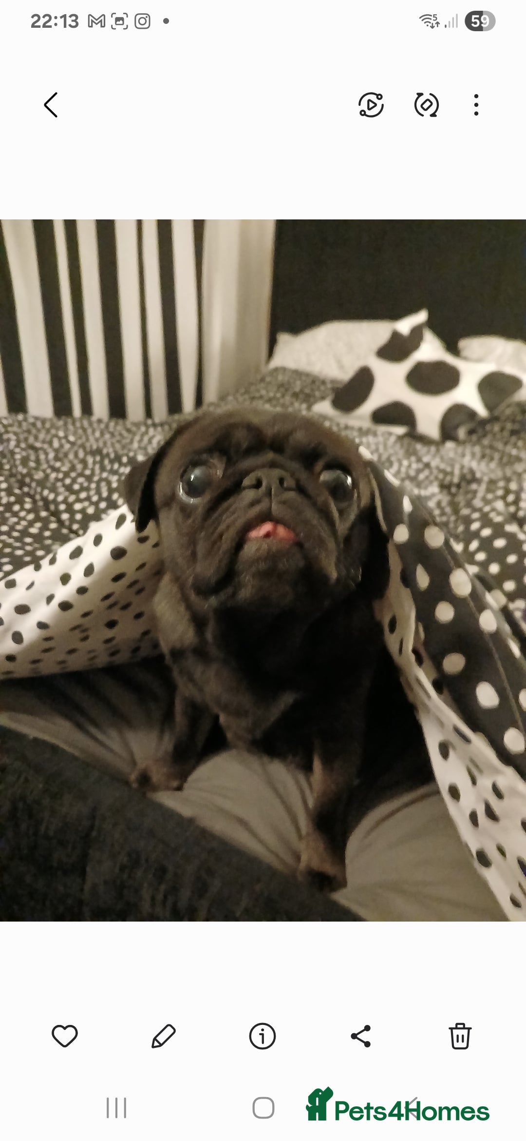 Pug dogs for sale: Beautiful pug puppies - Advert 6