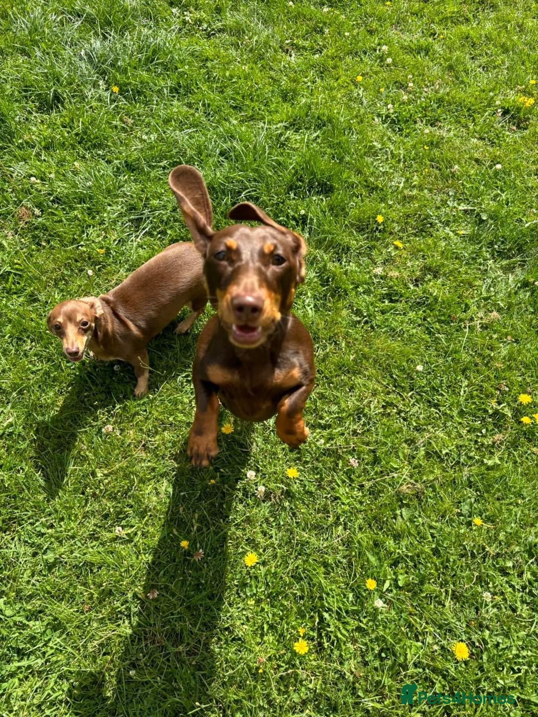 Miniature Dachshund dogs 2x adult minute dachund  - Advert 2