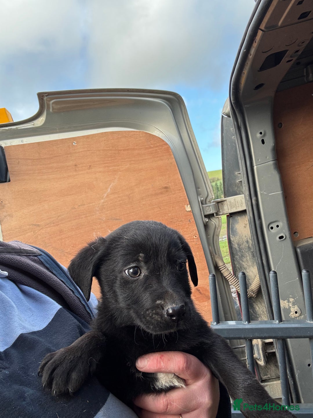 Mixed Breed dogs for sale: 🔥 collie x Labrador pups 🔥 - Advert 9