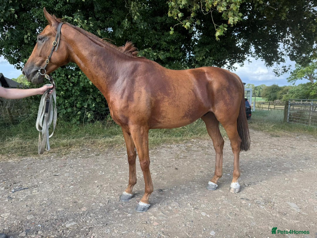 Irish Thoroughbred horses for sale: Fabulous Big Red - Image 3