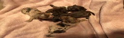 Cockapoo dogs for sale: Colourful Cockapoo Pups - Advert 2