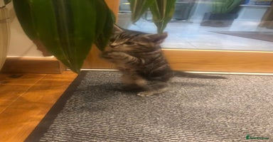 Mixed Breed cats - Advert 2