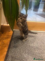 Mixed Breed cats - Advert 2