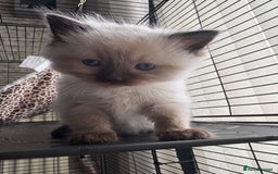 Ragdoll cats for sale: Ragdoll kittens for sale  in Runcorn - Image 12