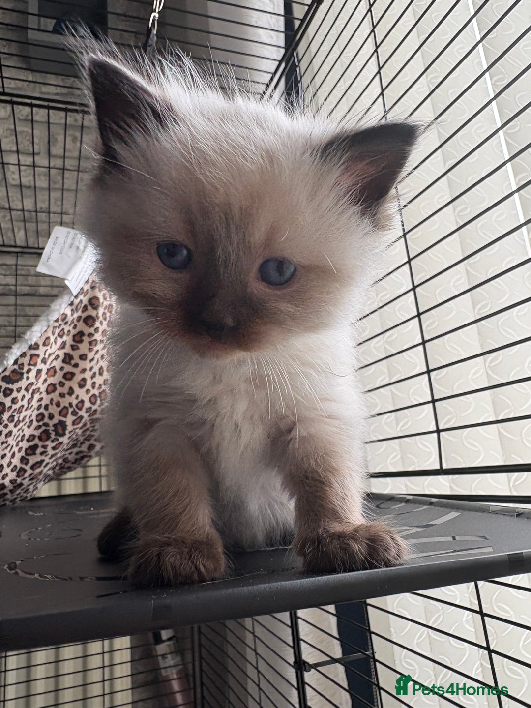Ragdoll cats for sale: Ragdoll kittens for sale  in Runcorn - Image 12