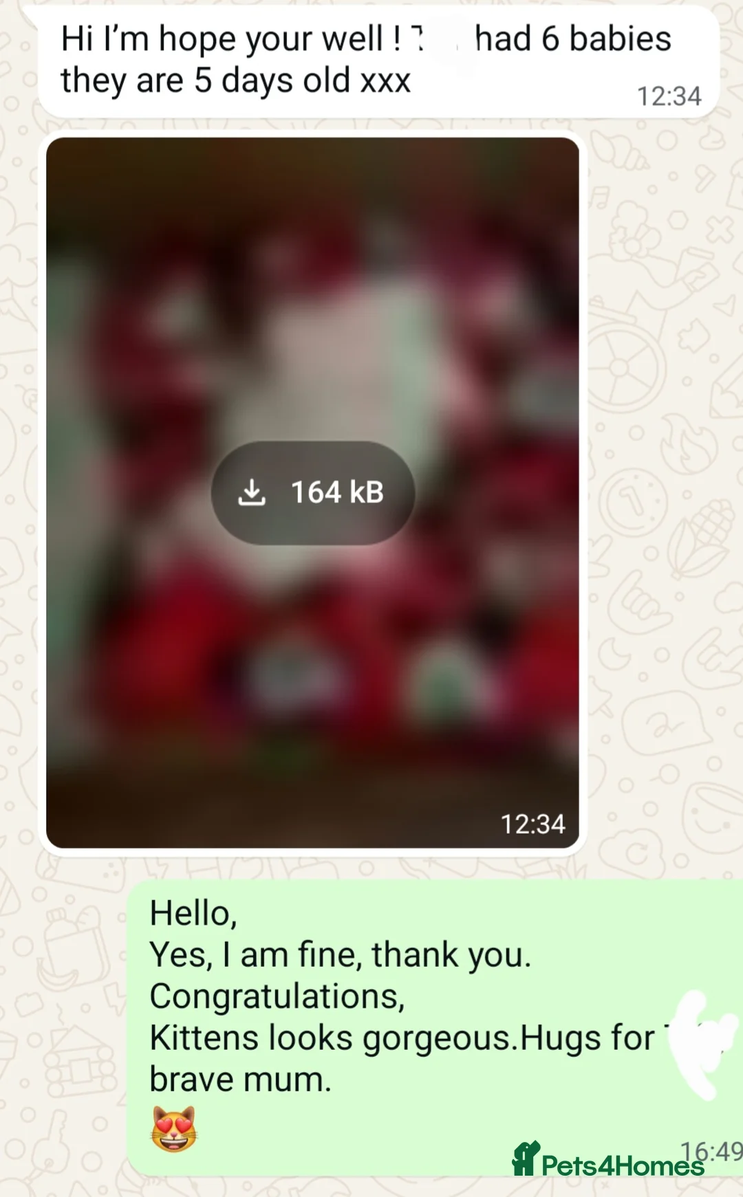 Ragdoll cats for stud: GCCF/TICA register, EU Ragdoll CHAMPIONSHIP STATUS in London - Advert 8