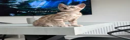 Bengal cats for sale: Stunning Snow Mink and Sepia TICA Pedigree Bengals - Advert 3