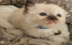 Ragdoll cats for sale: 7 beautiful fluffy Ragdoll cats.  - Image 15