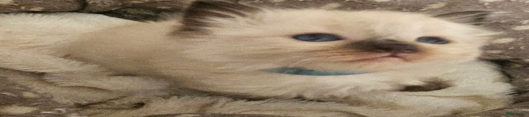 Ragdoll Kitten 5