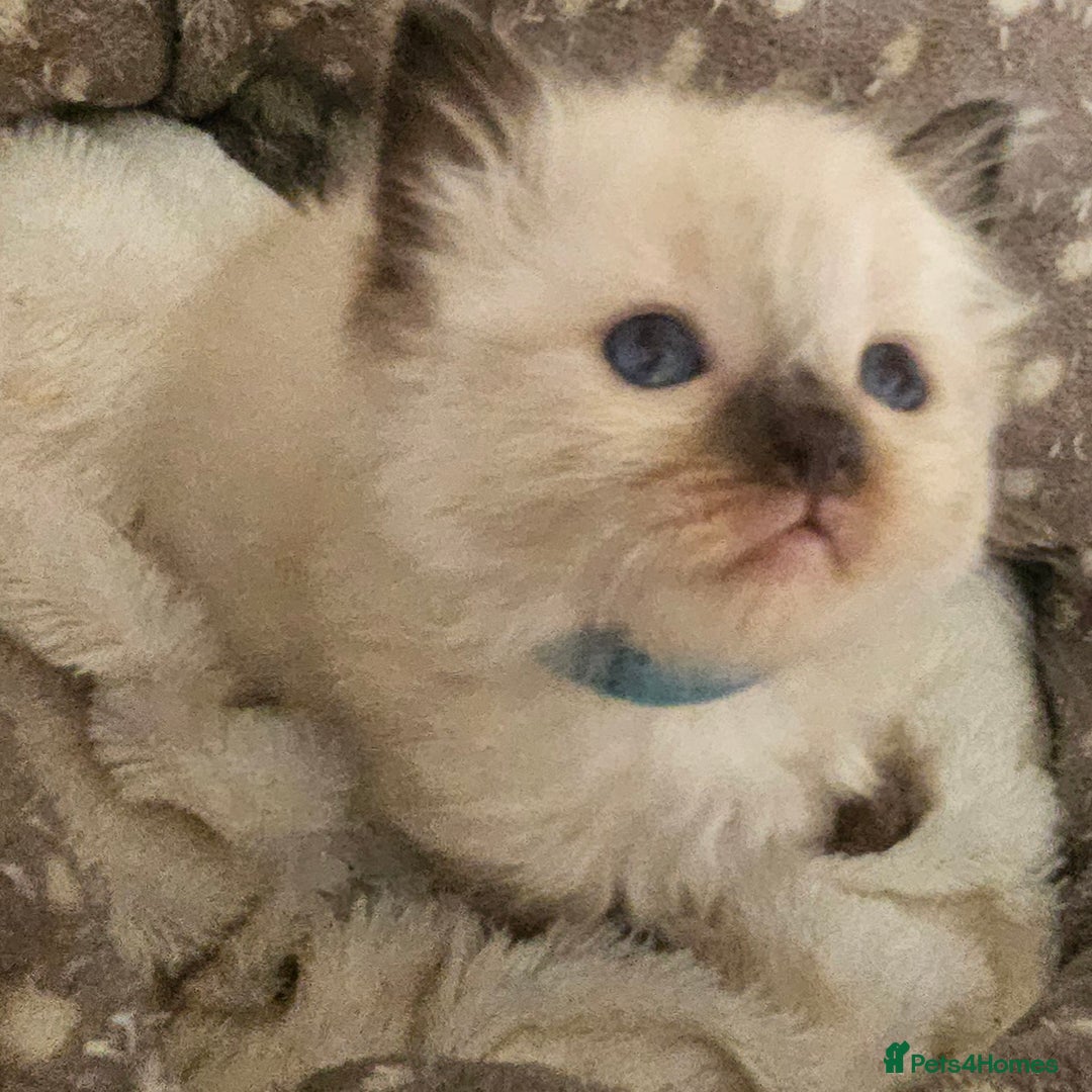 Ragdoll cats for sale: 7 beautiful fluffy Ragdoll cats.  - Image 15