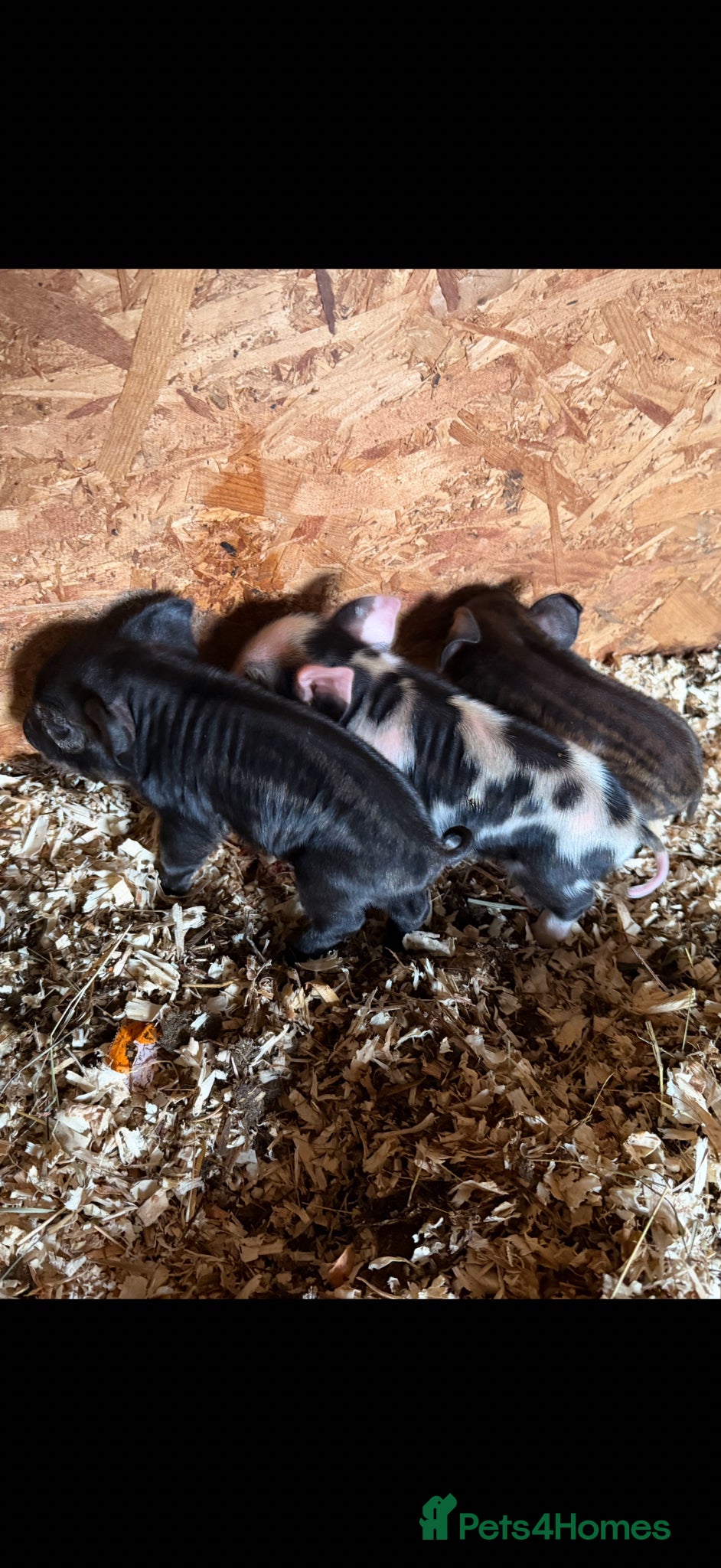 Pig livestock Kunekune piglets for sale  - Advert 2