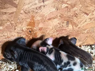 Pig livestock Kunekune piglets for sale - Advert 2