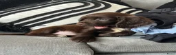 Cockapoo dogs for sale: Gorgeous F1 Miniature Cockapoo Boys – Ready Now  - Advert 4