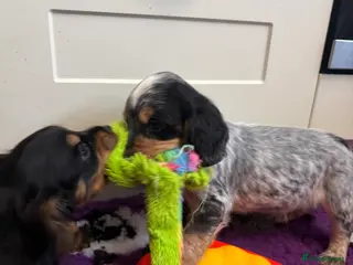 Cocker Spaniel dogs Blue Roan & Tan Boy Extensively Health Tested - Advert 2